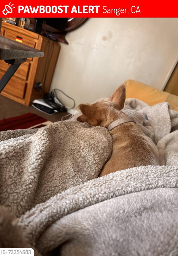 Lost Female Dog last seen Lincoln elementary, Sanger, CA 93657