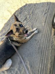 Found/Stray Unknown Dog last seen Sandydale, Nipomo, CA 93444