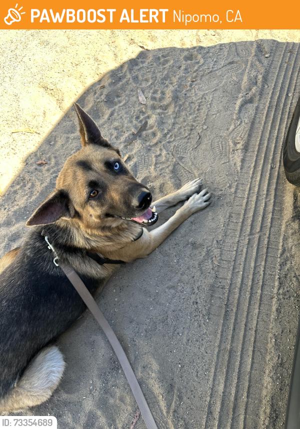 Found/Stray Unknown Dog last seen Sandydale, Nipomo, CA 93444