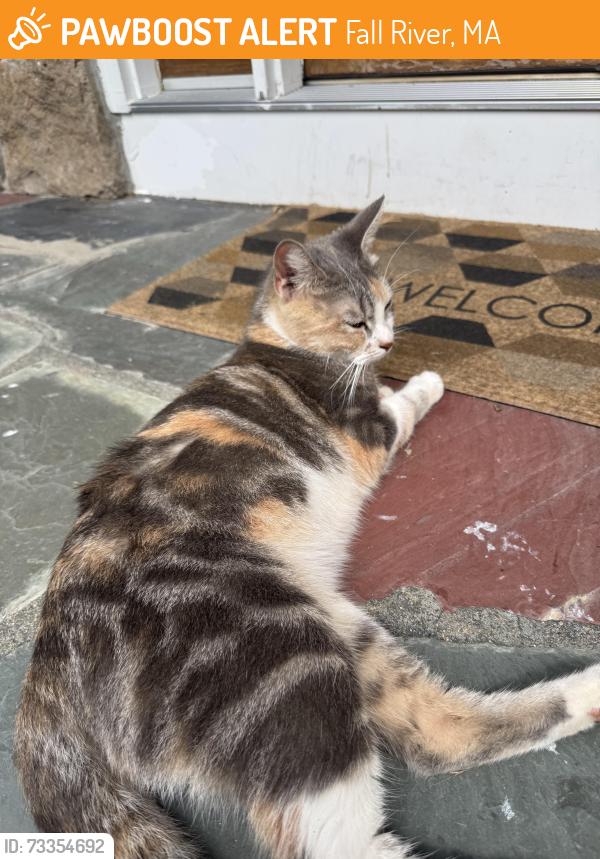 Found/Stray Female Cat last seen Lafayette park, Fall River, MA 02723