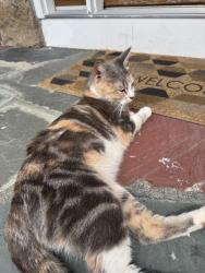Found/Stray Female Cat last seen Lafayette park, Fall River, MA 02723