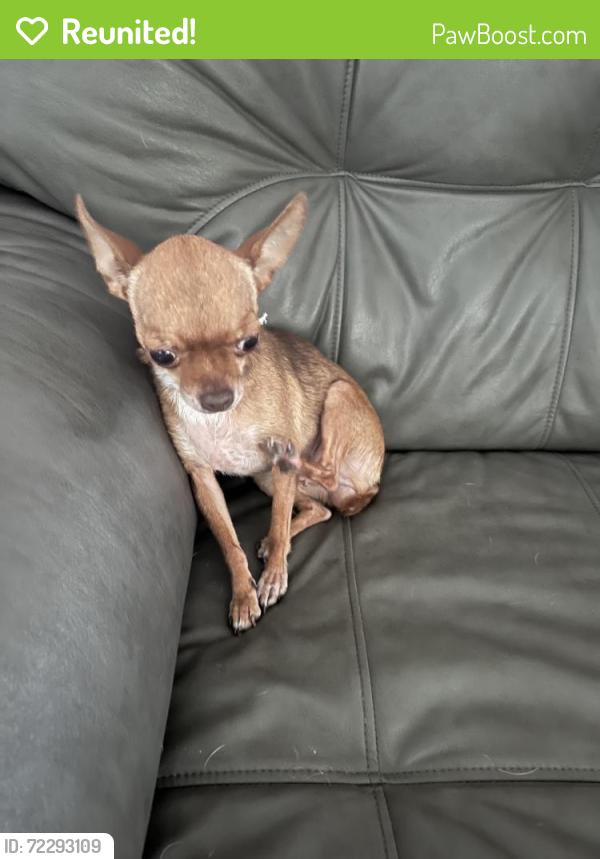 Reunited Female Dog last seen Near sw 35 Terr, Miami, FL 33165