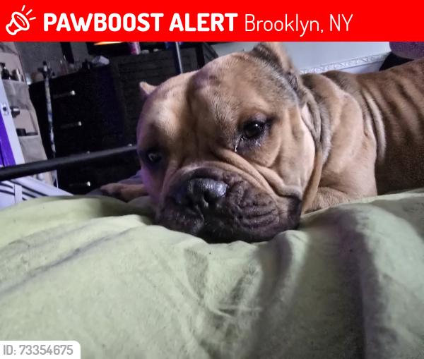 Lost Male Dog last seen Bleecker and Wyckoff, Brooklyn, NY 11237