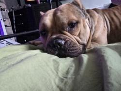 Lost Male Dog last seen Bleecker and Wyckoff, Brooklyn, NY 11237