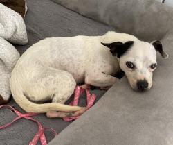 Found/Stray Female Dog last seen Carter’s Chapel Church, Johnston County, NC 27576