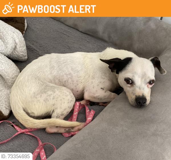 Found/Stray Female Dog last seen Carter’s Chapel Church, Johnston County, NC 27576