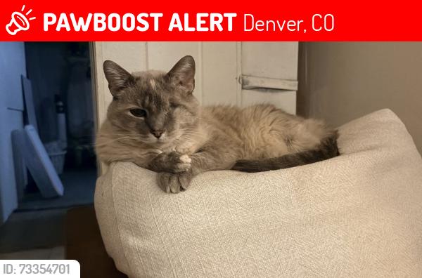 Lost Female Cat last seen Florida and zuni, Denver, CO 80219