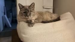 Lost Female Cat last seen Florida and zuni, Denver, CO 80219