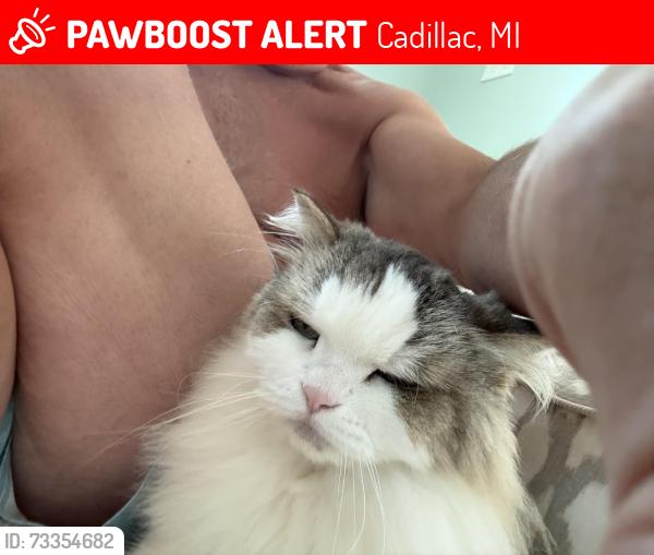 Lost Male Cat last seen Near holly road cadillac michigan, Cadillac, MI 49601