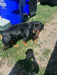Reunited Unknown Dog last seen Bella romero academy, Greeley, CO 80631