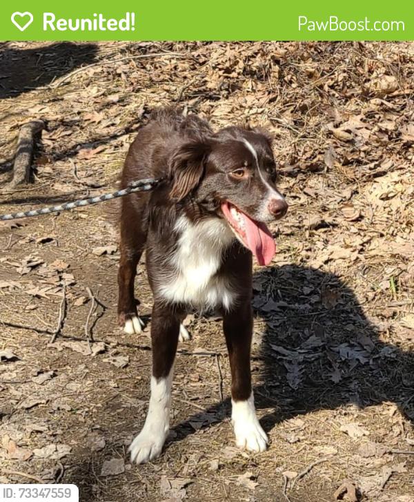 Reunited Male Dog last seen Basten St and University Ave, Green Bay, WI 54302