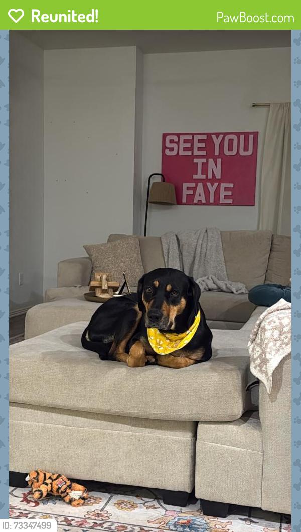 Reunited Female Dog last seen Near Kroger on Main Street, Frisco, TX 75033