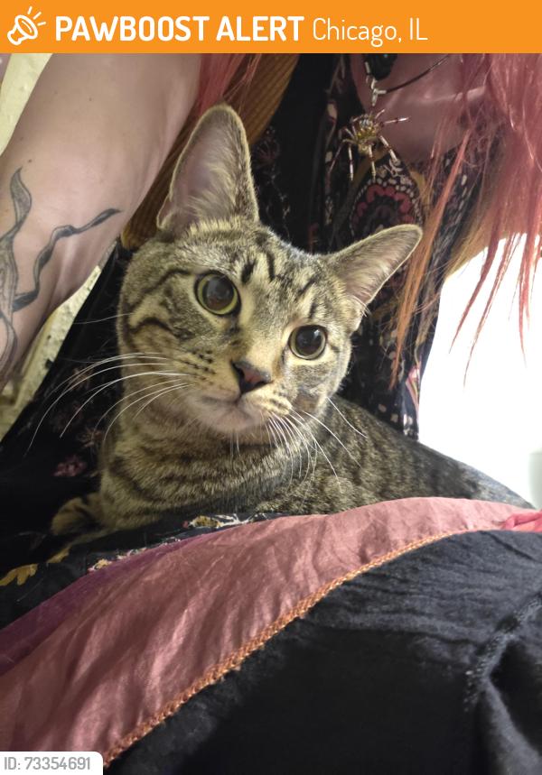 Found/Stray Male Cat last seen Rogers Ave and Sheridan Rd, Chicago, IL 60626