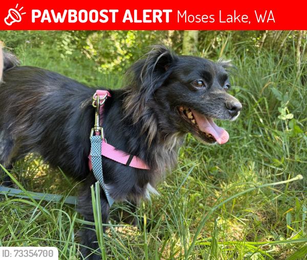Lost Female Dog last seen Sportys Bar and Grill, Moses Lake, WA 98837