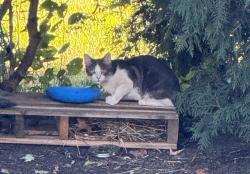 Found/Stray Unknown Cat last seen Gettysburg Pike, Upper Allen twp, across Brothers Restaurant, Upper Allen Township, PA 17055