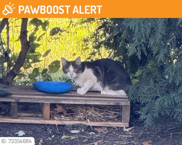 Found/Stray Unknown Cat last seen Gettysburg Pike, Upper Allen twp, across Brothers Restaurant, Upper Allen Township, PA 17055