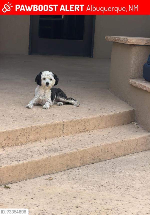 Lost Female Dog last seen Oakland and Ventura, Albuquerque, NM 87122