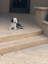Lost Female Dog last seen Oakland and Ventura, Albuquerque, NM 87122