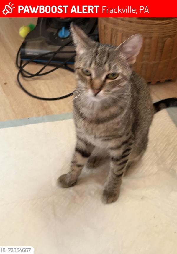 Lost Female Cat last seen Schuylkill mall road, Frackville, PA 17931