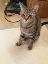 Lost Female Cat last seen Schuylkill mall road, Frackville, PA 17931