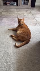 Reunited Male Cat last seen Near Stone Rd, Port Richey, FL 34668, USA, Port Richey, FL 34668
