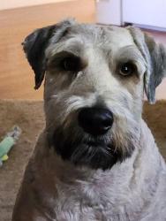 Reunited Male Dog last seen I - 215 West bound at 1200 West Murray Utah, Taylorsville, UT 84118
