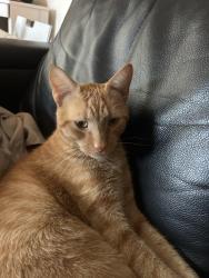 Reunited Male Cat last seen Yacht Harbor Club by Salpere Bay Marina, Portland, OR 97217