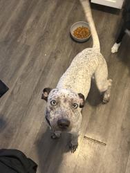 Reunited Male Dog last seen 17th and Laredo, Aurora, CO 80011