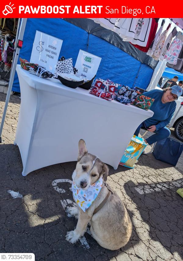 Lost Male Dog last seen Hillcrest area, San Diego, CA 92101