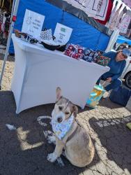 Lost Male Dog last seen Hillcrest area, San Diego, CA 92101