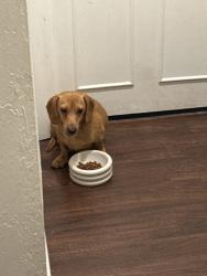 Found/Stray Male Dog last seen Western and sw 72nd, Oklahoma City, OK 73139