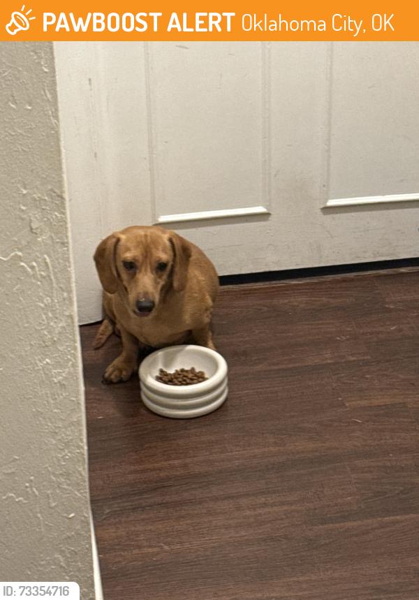 Found/Stray Male Dog last seen Western and sw 72nd, Oklahoma City, OK 73139