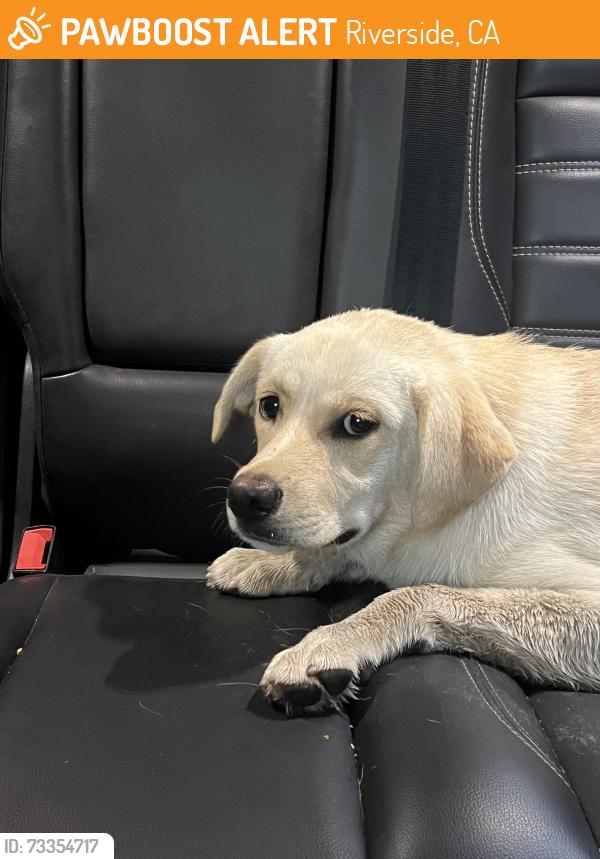 Found/Stray Male Dog last seen Central ave, Riverside, CA 92521