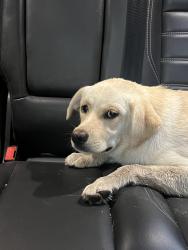 Found/Stray Male Dog last seen Central ave, Riverside, CA 92521