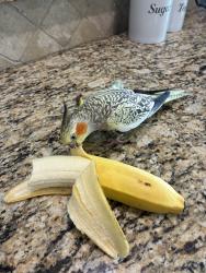 Lost Female Bird last seen Near dalhart dr, Fort Worth, TX 76179