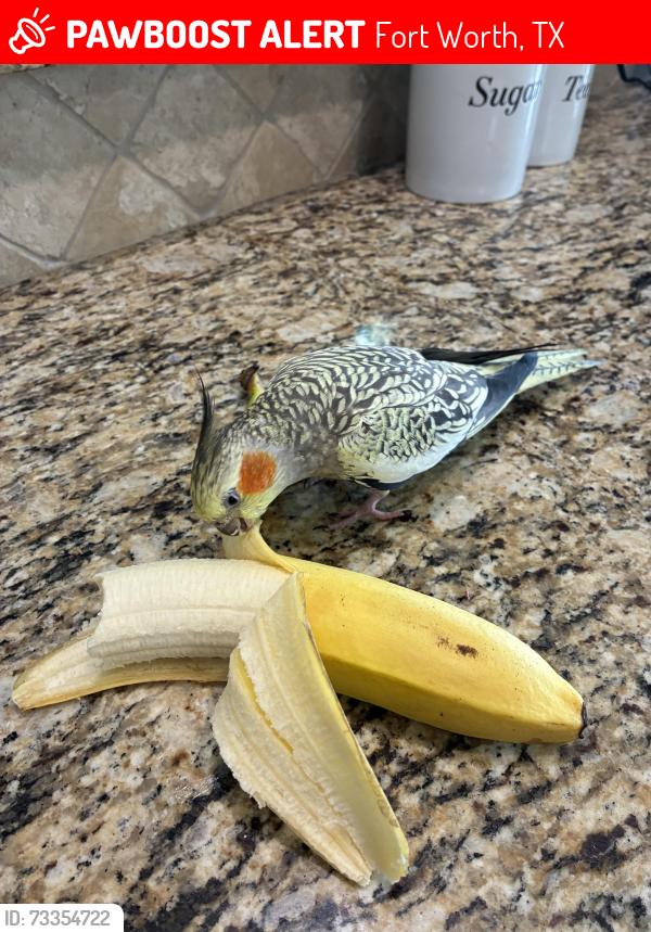 Lost Female Bird last seen Near dalhart dr, Fort Worth, TX 76179