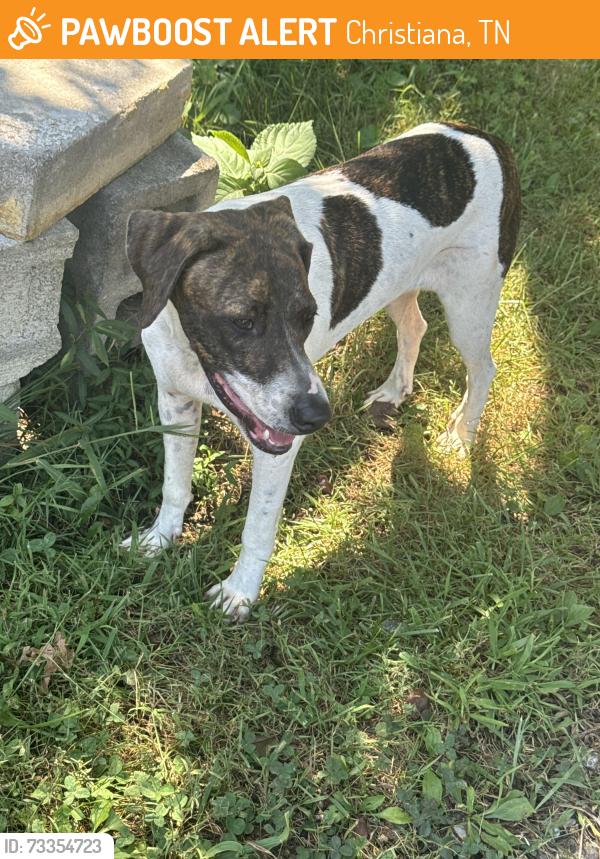 Found/Stray Female Dog last seen Christiana Hoovers Gap and Pruitt Rd, Christiana, TN 37037