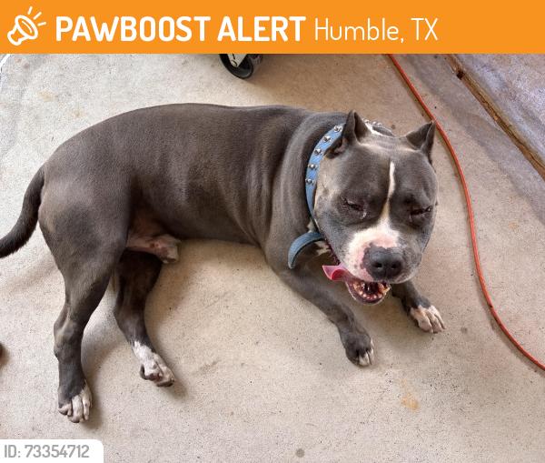Found/Stray Male Dog last seen Oak briar, Humble, TX 77346