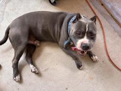Found/Stray Male Dog last seen Oak briar, Humble, TX 77346