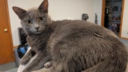 Reunited Female Cat last seen Jaden and Pittsburgh, St. Helens, OR 97051