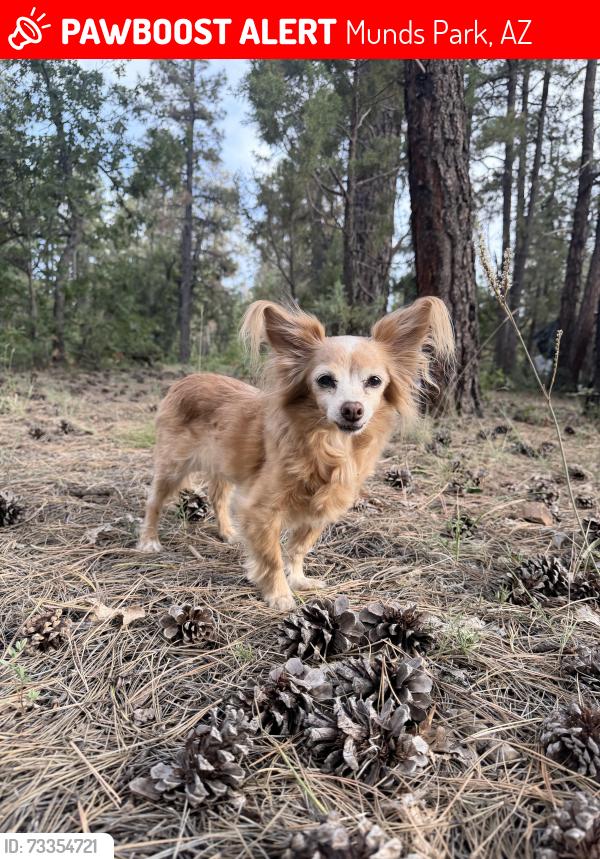 Lost Female Dog last seen South of Willard Spring Campsite Road, Munds Park, AZ 86017