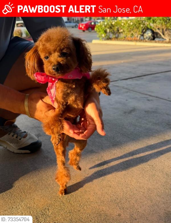 Lost Female Dog last seen Washington and North 19 st, San Jose, CA 95112
