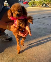 Lost Female Dog last seen Washington and North 19 st, San Jose, CA 95112