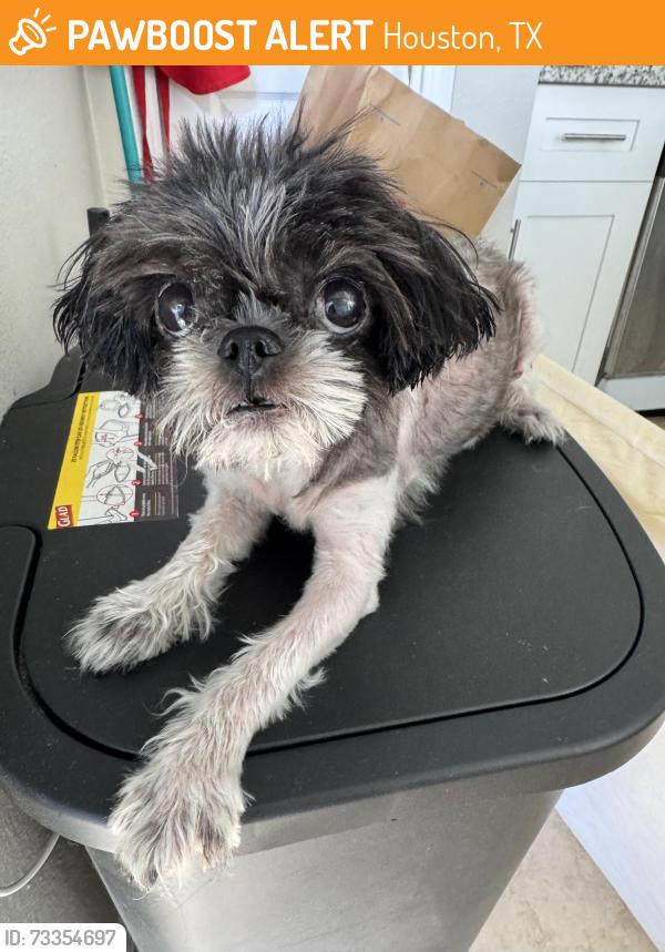 Found/Stray Female Dog last seen Currin Forest Dr, Houston, TX 77044