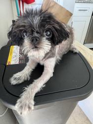 Found/Stray Female Dog last seen Currin Forest Dr, Houston, TX 77044