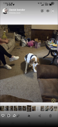 Reunited Male Dog last seen Brookshire St, Fayetteville, NC 28314