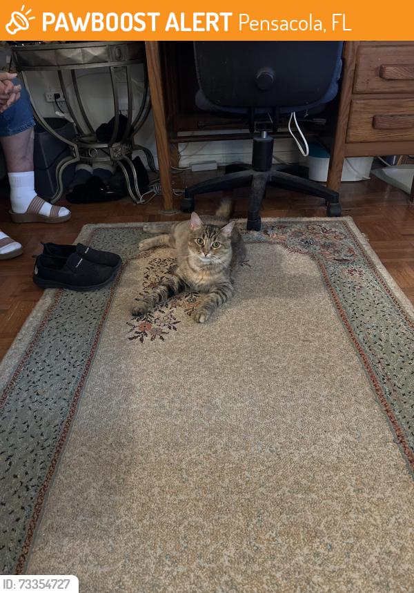 Found/Stray Female Cat last seen Kimberly woods, Pensacola, FL 32514
