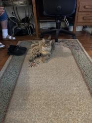 Found/Stray Female Cat last seen Kimberly woods, Pensacola, FL 32514