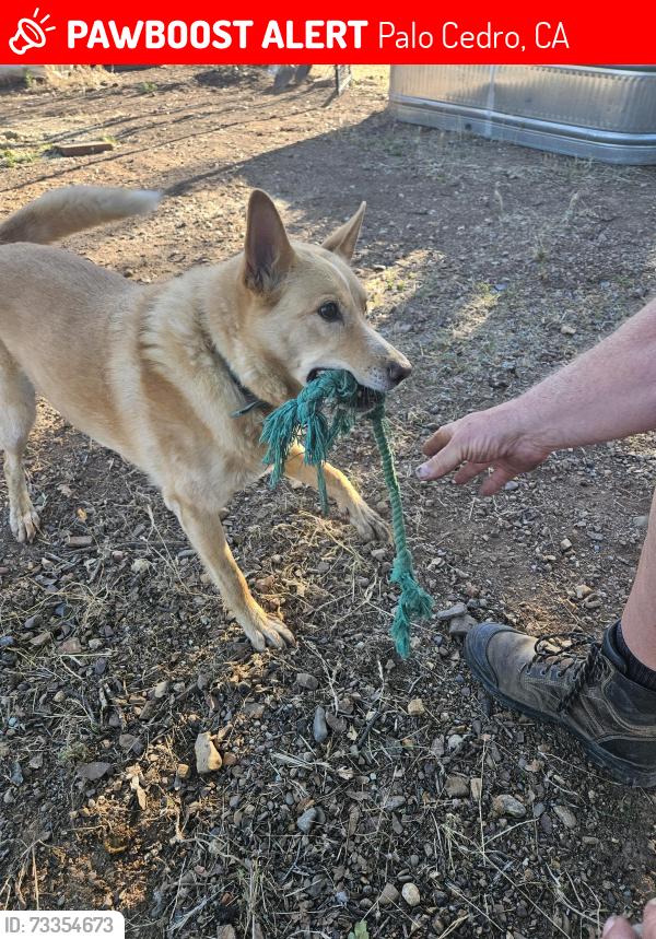 Lost Female Dog last seen Gilbert, Palo Cedro, CA 96002