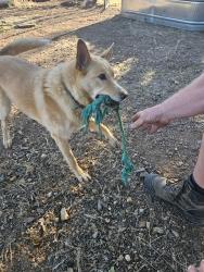 Lost Female Dog last seen Gilbert, Palo Cedro, CA 96002